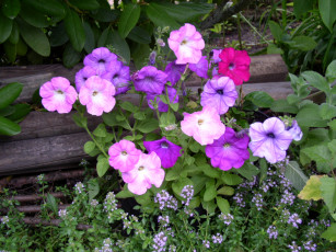 Картинка цветы петунии калибрахоа