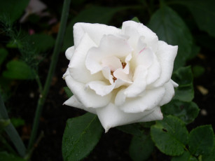 Картинка цветы розы