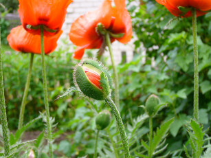 Картинка мак цветы маки