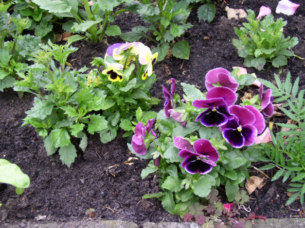 Обои картинки фото цветы, анютины, глазки, садовые, фиалки