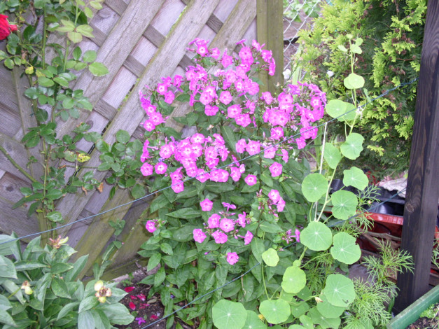 Обои картинки фото цветы, флоксы