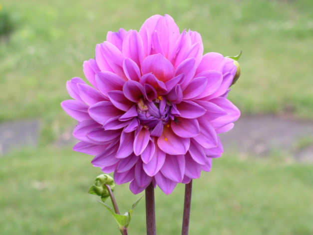 Обои картинки фото цветы, георгины