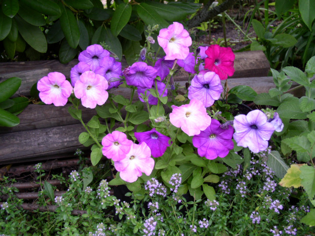 Обои картинки фото цветы, петунии, калибрахоа