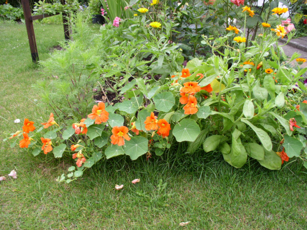 Обои картинки фото цветы, разные, вместе