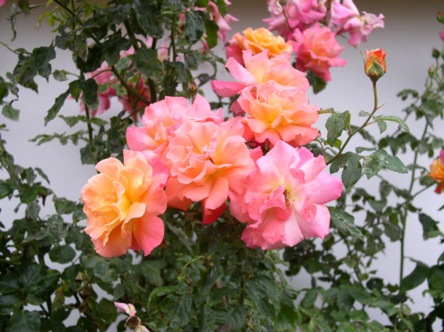 Обои картинки фото цветы, розы