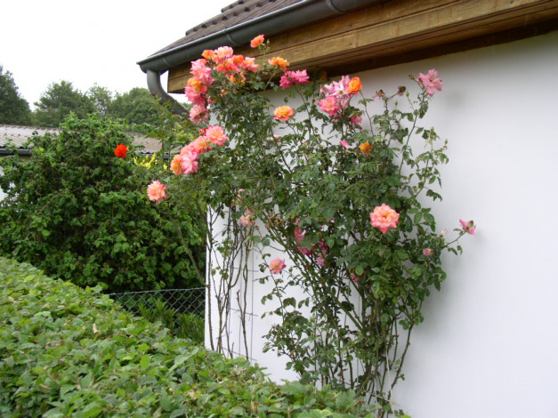 Обои картинки фото цветы, розы