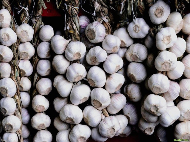 Обои картинки фото еда, Чеснок