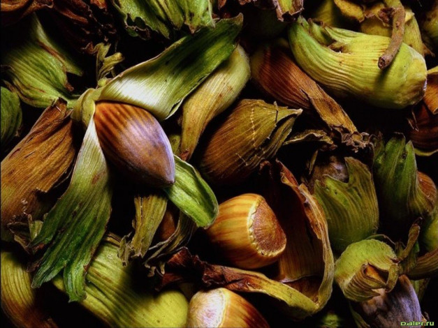 Обои картинки фото еда, орехи, каштаны