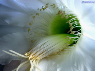 Картинка цветы кактусы