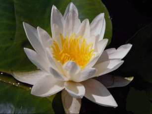 Картинка цветы лилии водяные нимфеи кувшинки