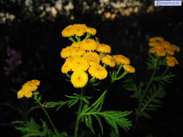 Обои картинки фото цветы, луговые, полевые