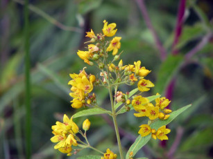 Картинка цветы луговые полевые