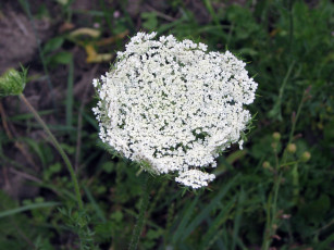 обоя цветы, луговые, полевые