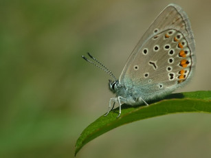 Картинка mayday голубянка животные бабочки