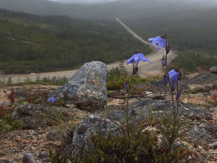 Картинка sfisher колокольчики цветы