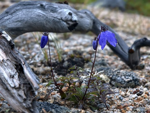 Картинка sfisher колокольчики цветы подснежники белоцветник