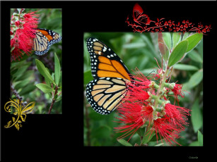 Картинка животные бабочки