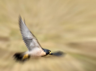 Картинка животные птицы