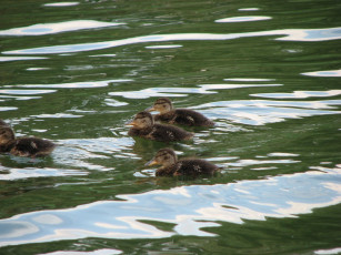 Картинка животные утки