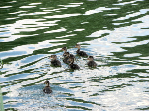 Картинка животные утки