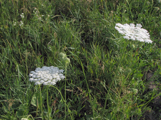 Обои картинки фото цветы, луговые, полевые