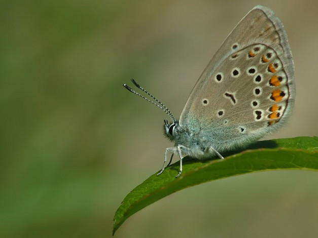 Обои картинки фото mayday, голубянка, животные, бабочки