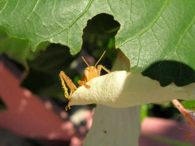 Обои картинки фото nikon, 5900, засаде, животные, насекомые