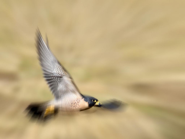 Обои картинки фото животные, птицы