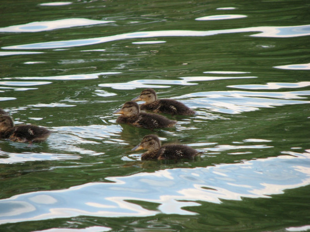 Обои картинки фото животные, утки