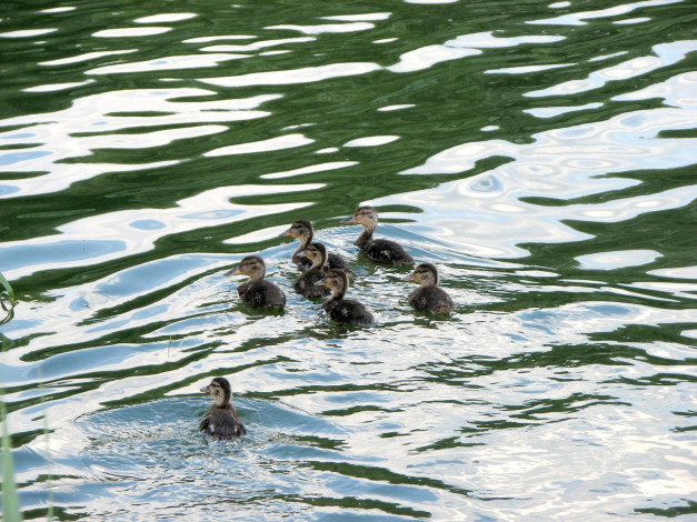 Обои картинки фото животные, утки