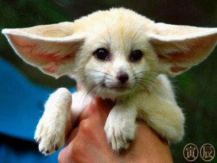 Картинка животные лисы