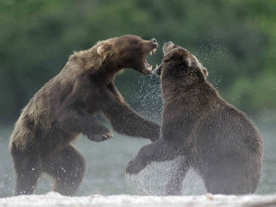 Картинка животные медведи