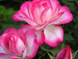 Картинка цветы розы