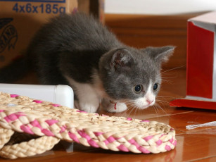 Картинка животные коты