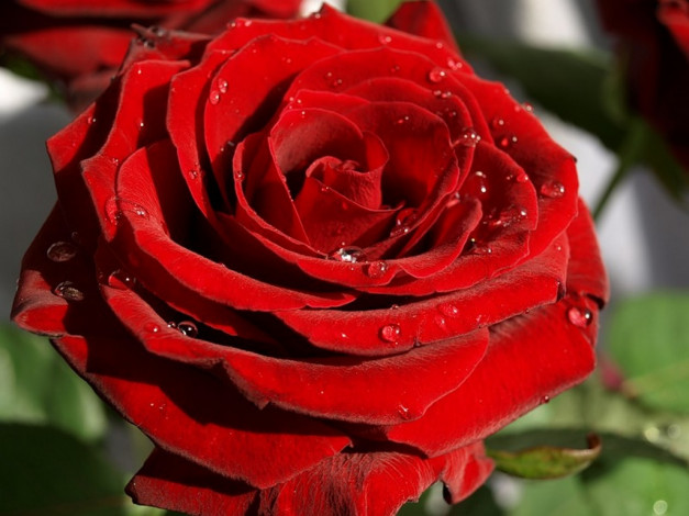 Обои картинки фото xsanf, роза, длЯ, оленьки, цветы, розы