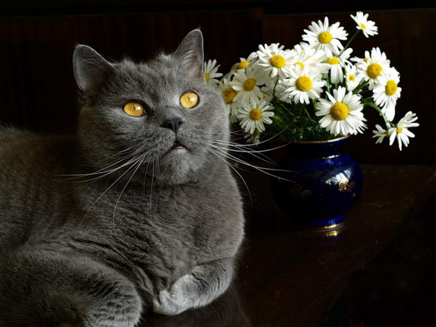 Обои картинки фото xsanf, взаимность, животные, коты