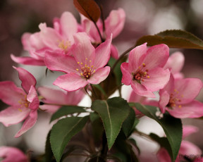 Картинка цветы цветущие деревья кустарники