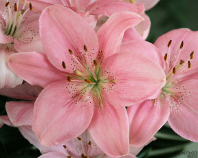 Картинка цветы лилии лилейники