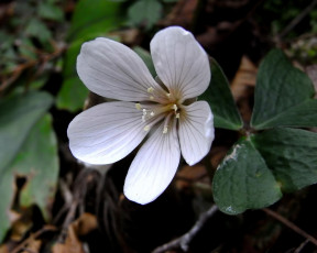 Картинка цветы луговые полевые