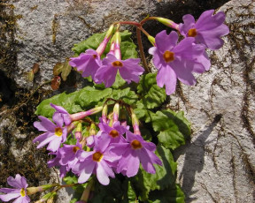 Картинка цветы примулы