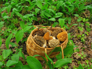 Картинка еда грибы грибные блюда