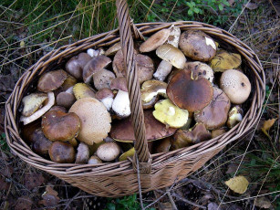 Картинка еда грибы грибные блюда