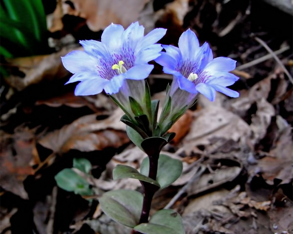 Обои картинки фото цветы, горечавки