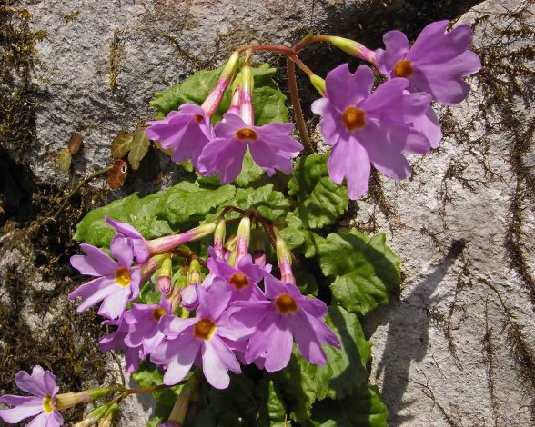 Обои картинки фото цветы, примулы