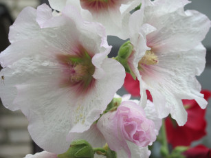 Картинка цветы мальвы белые капли дождя