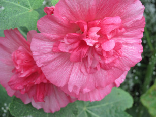 Картинка цветы мальвы нежные махровые розовые