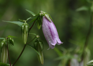 Картинка цветы колокольчики зелёный
