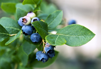 Картинка природа Ягоды черника