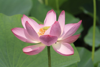 Картинка цветы лотосы цветок