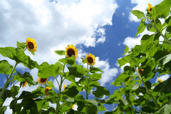 Картинка цветы подсолнухи небо